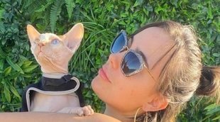 El gato de Georgina viaja en avión privado a España tras ser atropellado