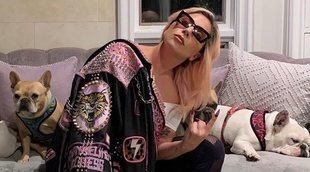 Aparecen sanos y salvos los perros de Lady Gaga