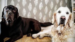 El amor de Lara y Mosteiro convierte en 'socios' a sus perros