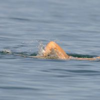 Carmen Lomana en el mar
