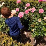 El Príncipe Archie cogiendo rosas en su jardín