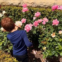 El Príncipe Archie cogiendo rosas en su jardín