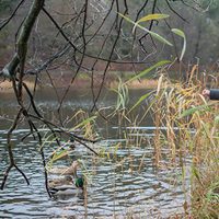 La Princesa Estela de Suecia jugando con los patos del parque del Palacio de Haga