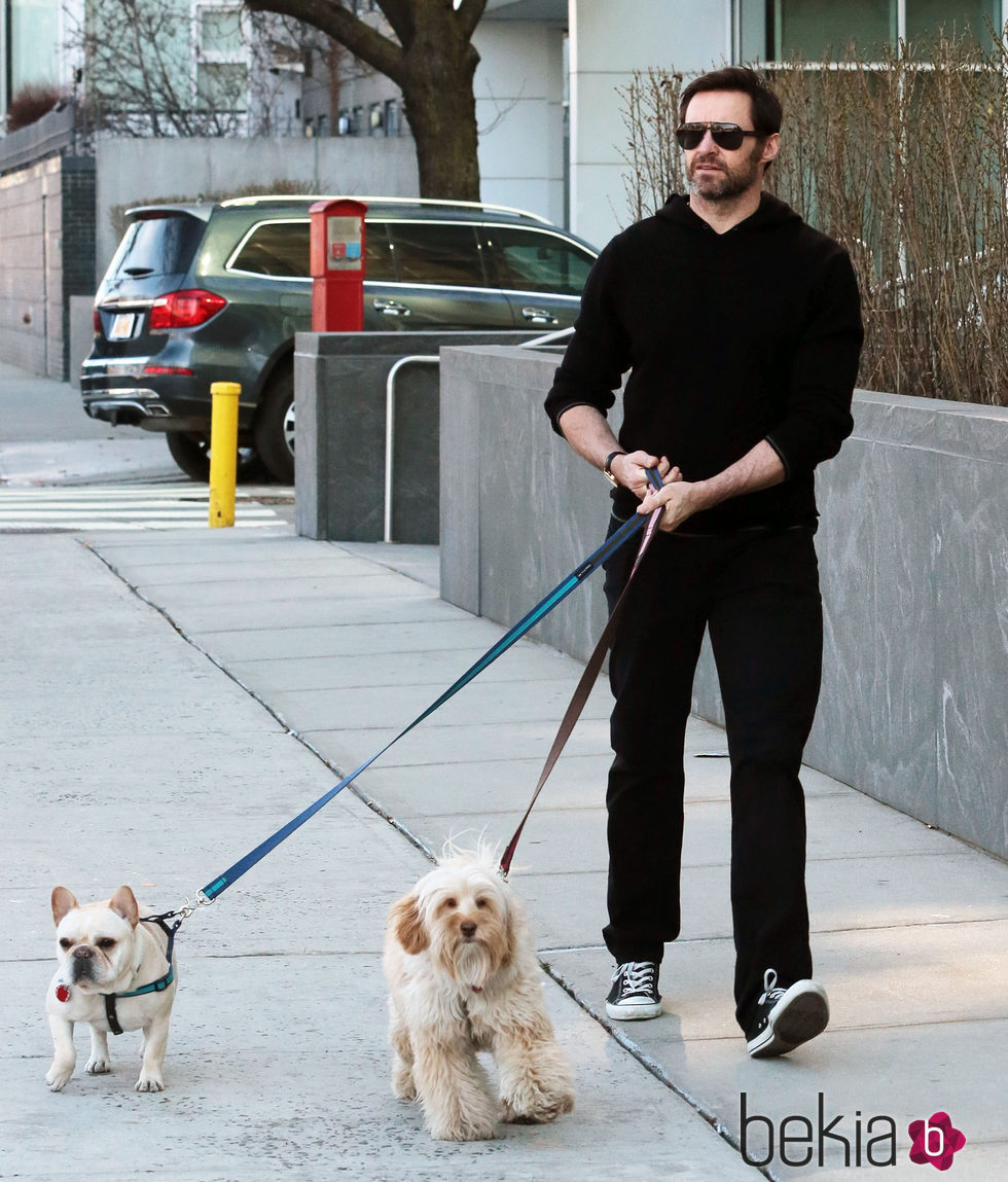 Hugh Jackman pasea con sus perros por Nueva York
