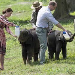 Los Duques de Cambridge dan el biberón a unos elefantes en La India